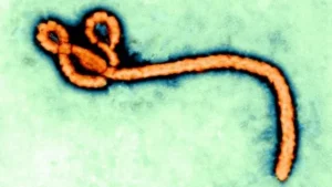 Africa CDC: DRC Ebola Figures May Not Capture All Cases